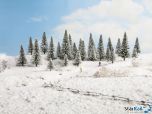 Schneetannen