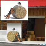 Action-Set: Hund jagt Katze