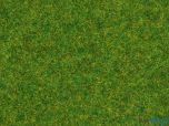 Streugras Zierrasen 2.5 mm 20 Gramm