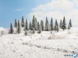 Schneetannen